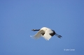 Japanese-Crane;Grus-japonensis;Red-crowned-Crane;Japan;Flying-bird;action;aloft;